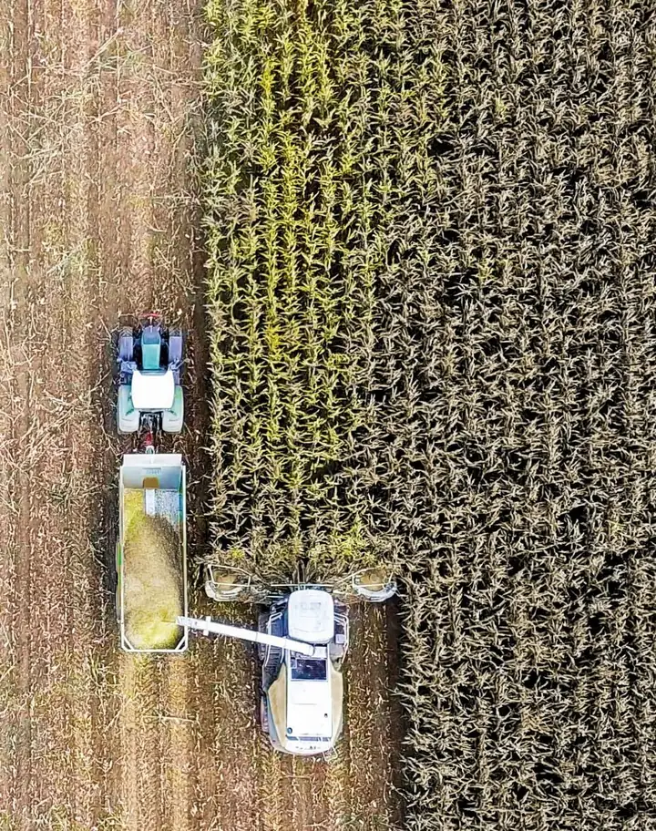 Maisernte aus der Vogelperspektive: Häcksler und Abfuhr im Bestand